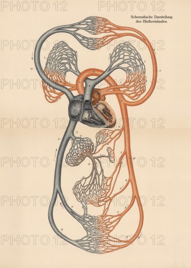 Medical illustration, diagram of human blood circulation, school picture, authentic reproduction of a school mural, around 1900, exact date unknown, historical