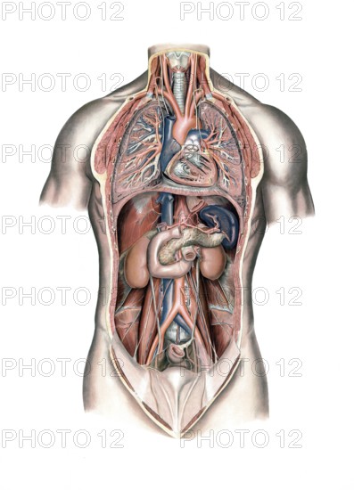 Medical illustration, lungs and internal organs of humans, school picture, authentic reproduction of a school mural, around 1900, exact date unknown, historical