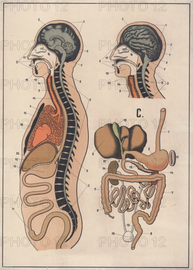 Medical illustration, The human digestive system, school picture, authentic reproduction of a school mural, around 1900, exact date unknown, historical