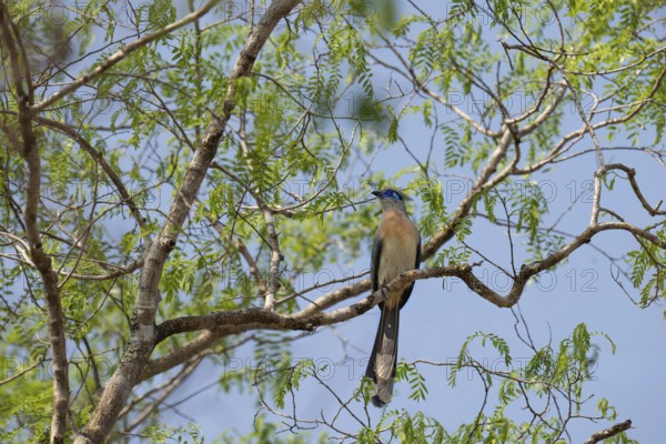 Crested Coa (Coa cristata) in the dry forests of western Madagascar