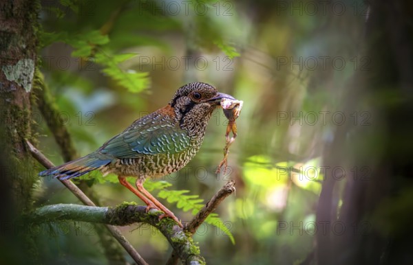 A bird, Scaly Ground Roller (Geobiastes squamigerus) in the rainforests of Mantadia National Park in eastern Madagascar