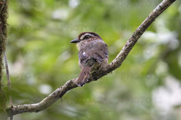 A Short-Legged Gound-Roller (Brachypteracias leptosomus) in the rainforests of eastern Madagascar