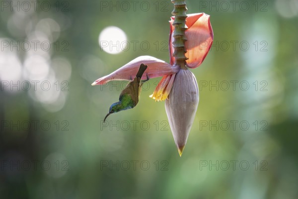 Sunbird, Souimanga Sunbird (Cinnyris souimanga), male, in banana plantation in western Madagascar