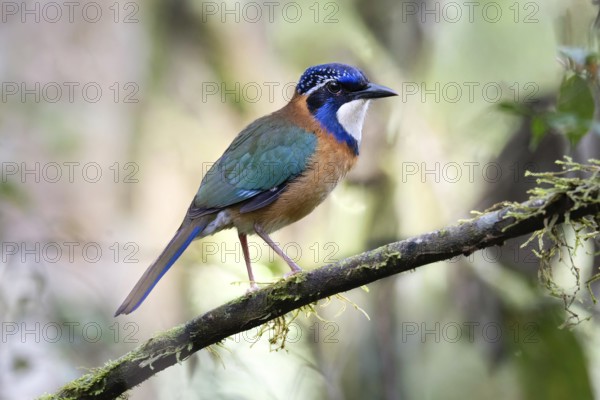 Pitta-Like Ground Roller, Blue-headed Roller (Atelornis pittoides) in the rainforests of eastern Madagascar