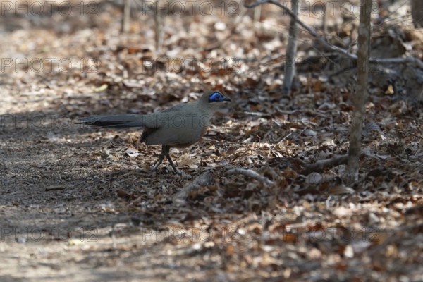Red-Capped Coa (Coa olivaceiceps) in the dry forests of western Madagascar