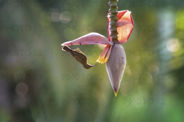 Sunbird, Souimanga Sunbird (Cinnyris souimanga), female, in banana plantation in western Madagascar