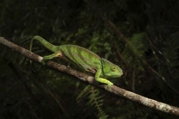 Female chameleon (Calumma parsoni cristifer) in the rainforests of Andasibe National Park in eastern Madagascar
