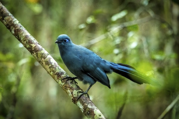 Blue Coa (Coa cerulea) in the rainforests of the central highlands of Madagascar