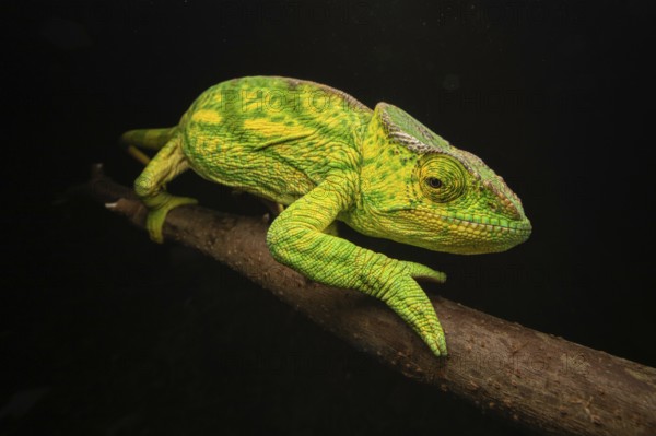 Female chameleon (Calumma parsonii parsonii) in the rainforests of eastern Madagascar