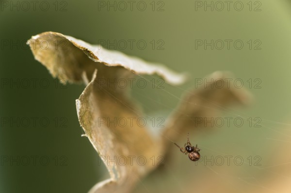Young oak leaf wheel spider (Aculepeira ceropegia) begins to leave its cocoon after hatching on self-spun silk threads, Valais, Switzerland