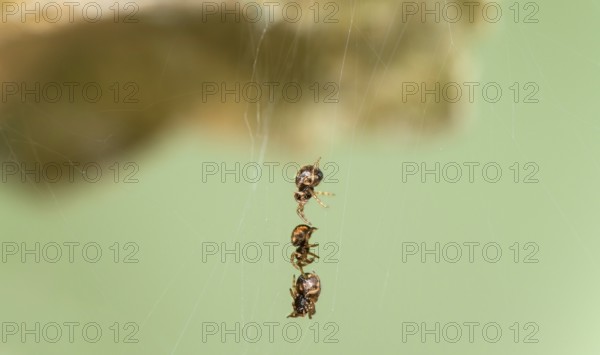Young oak leaf wheel spiders (Aculepeira ceropegia) begin to leave their cocoon after hatching on self-spun silk threads, Valais, Switzerland