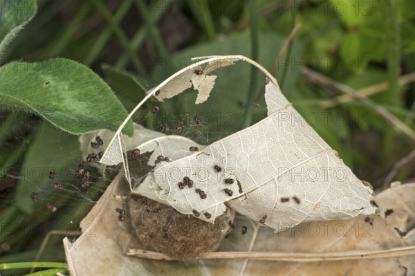 Young oak leaf wheel spiders (Aculepeira ceropegia) begin to leave their cocoon after hatching, Valais, Switzerland