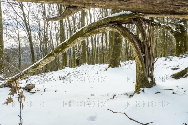 Winter forest scene featuring a fallen tree forming a natural arch, covered in snow and moss, with bare trees lining a path showing animal footprints in the background