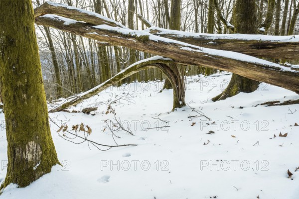 Winter forest scene featuring a path of footprints in the fresh snow, surrounded by trees with mossy trunks and fallen logs, creating a tranquil outdoor environment