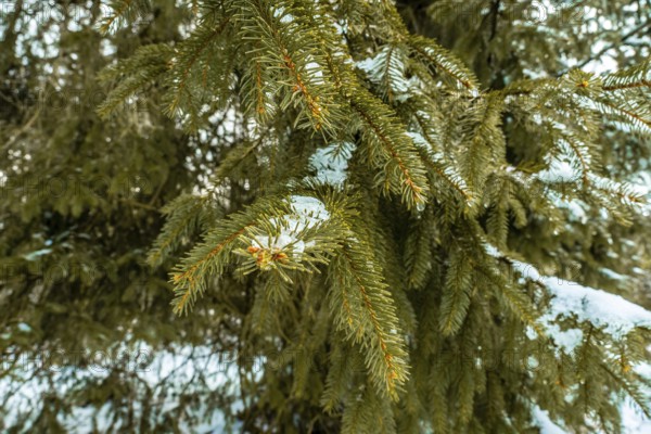 Evergreen spruce branches with vibrant green needles dusted in fresh snow and ice, evoking a peaceful, chilly winter forest scene perfect for seasonal and nature themes