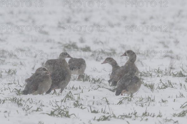 Egyptian geese (Alopochen aegyptiacus) in a foggy snowstorm, Emsland, Lower Saxony, Germany