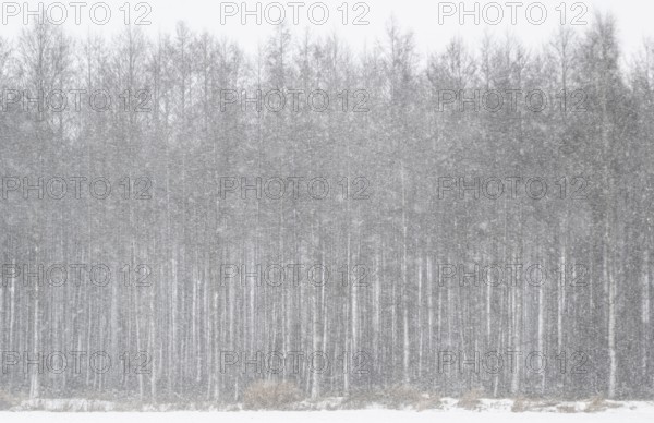 Black alder (Alnus glutinosa) in a misty snowstorm, Emsland, Lower Saxony, Germany