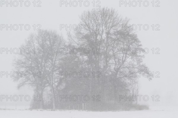 English oak (Quercus robur) in a misty snowstorm, Emsland, Lower Saxony, Germany