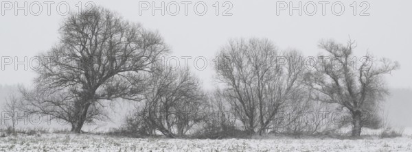 Willows (Salix) in a foggy snowstorm, Emsland, Lower Saxony, Germany