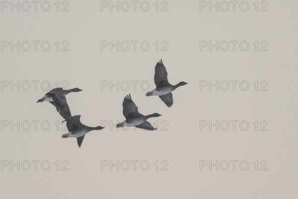 Greylag geese (Anser anser) flying in the fog, Emsland, Lower Saxony, Germany