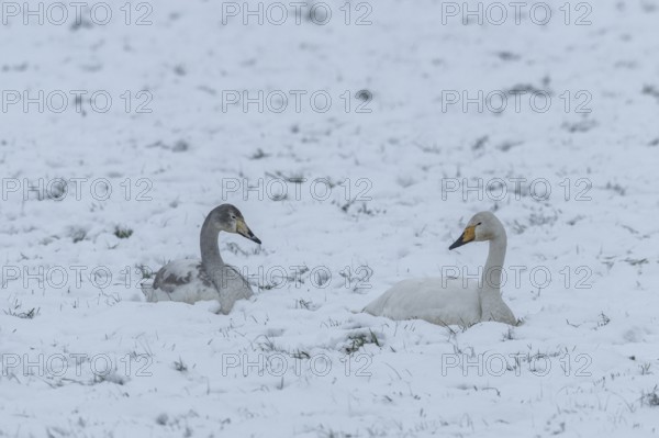 Whooper swans (Cygnus cygnus) in the snow, Emsland, Lower Saxony, Germany