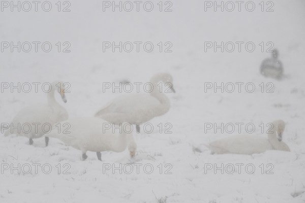 Whooper swans (Cygnus cygnus) and grey geese (Anser anser) in the snow, Emsland, Lower Saxony, Germany