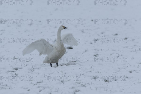 Tundra Swan (Cygnus bewickii) standing in the snow with its wings outstretched