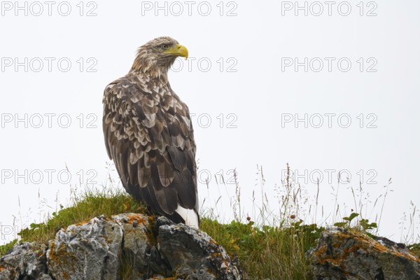 Vardø, Troms, Norway, A white-tailed eagle (Haliaeetus albicilla) perched on a grass-covered rock