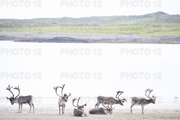 Six reindeer (Rangifer tarandus) resting and grazing on a brightly lit beach in natural surroundings, Kiberg, Troms, Norway