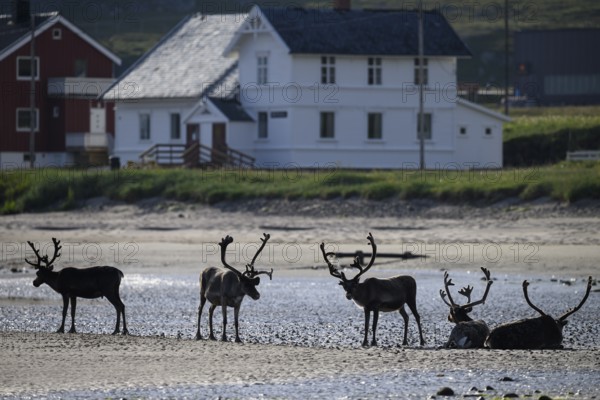 Kiberg, Troms, Norway, Four reindeer (Rangifer tarandus) resting on the beach near white houses in daylight