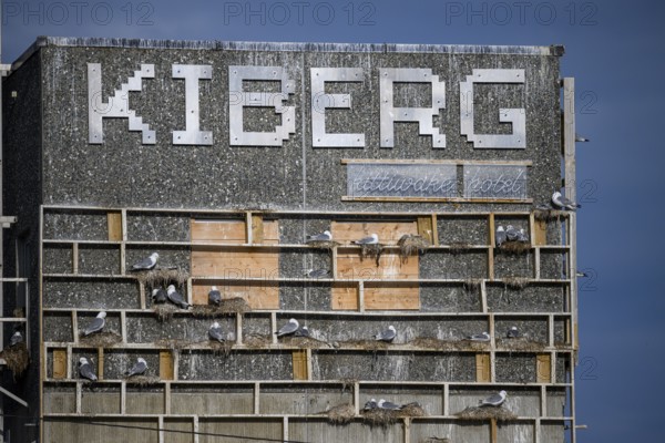 Kiberg, Troms, Norway, Artificial nesting cliff for kittiwakes (Rissa tridactyla) labelled 'KIBERG', with many gulls perched on its beams
