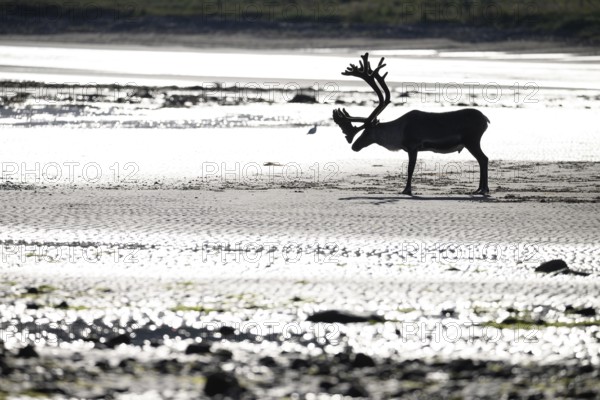 Kiberg, Troms, Norway, Silhouette of a single reindeer (Rangifer tarandus) standing alone on the beach