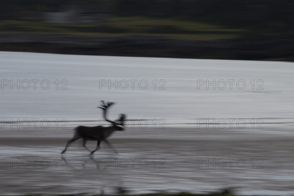 Kiberg, Troms, Norway, Blurred reindeer (Rangifer tarandus) in dynamic movement on the beach of the Barents Sea in natural landscape