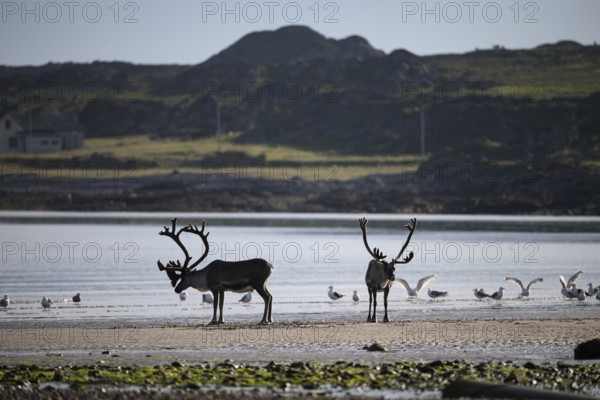 Kiberg, Troms, Norway, Two reindeer s (Rangifer tarandus) standing on the beach surrounded by seagulls in daylight in dynamic movement on the beach of the Barents Sea in natural landscape