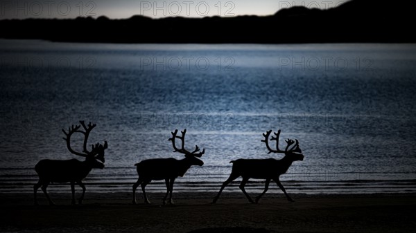 Kiberg, Troms, Norway, Three reindeer silhouettes (Rangifer tarandus) on the water at dusk in a dark atmosphere