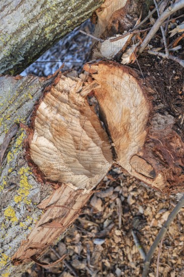 Beaver bite on a tree trunk, Radolfzell am Lake Constance, Konstanz district, Baden-Württemberg, Germany