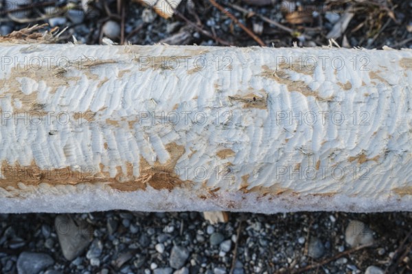 Beaver bite on a tree trunk, Radolfzell am Lake Constance, Konstanz district, Baden-Württemberg, Germany