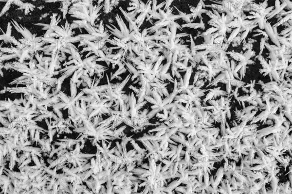 Ice crystals, filling formats on the lakeside, black and white photography, Radolfzell am Lake Constance, Konstanz district, Baden-Württemberg, Germany