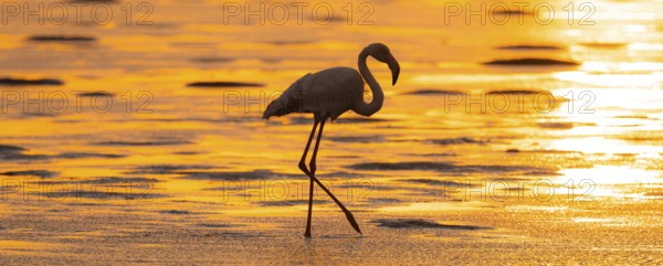 Pink flamingo (Phoenicopterus roseus) against the light, sunset, lagoon at Walfish Bay, Erongo, Namibia