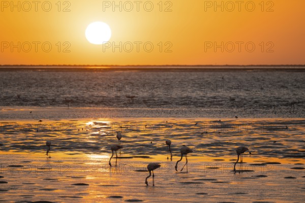 Pink flamingos (Phoenicopterus roseus) against the light, sunset, lagoon at Walfish Bay, Erongo, Namibia