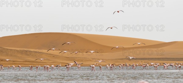 Lesser Flamingos (Phoeniconaias minor) in flight in front of the Namib Desert with lagoon, Walfish Bay, Erongo, Namibia