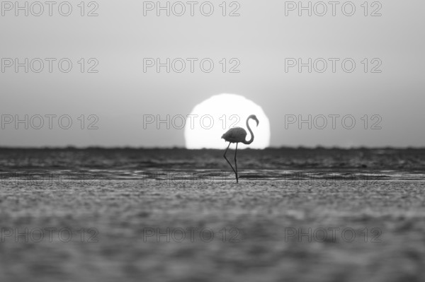 Single pink flamingo (Phoenicopterus roseus) directly in front of the setting sun, backlight, sunset, lagoon at Walfish Bay, Erongo, Namibia