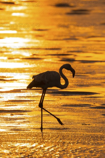 Pink flamingo (Phoenicopterus roseus) against the light, sunset, lagoon at Walfish Bay, Erongo, Namibia