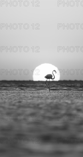Single pink flamingo (Phoenicopterus roseus) directly in front of the setting sun, backlight, sunset, lagoon at Walfish Bay, Erongo, Namibia