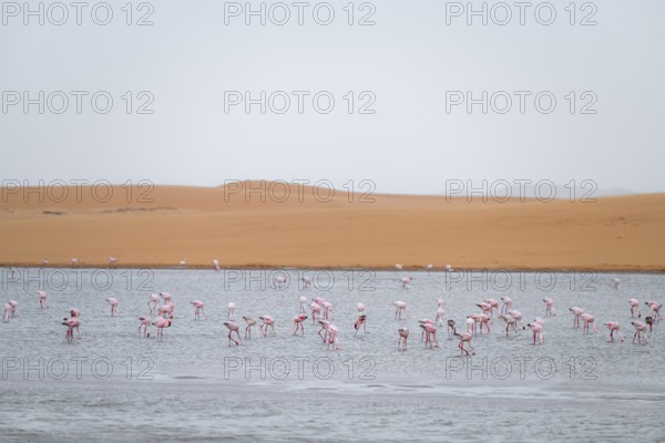 Lesser Flamingos (Phoeniconaias minor) in a lagoon off the Namib Desert, Walfish Bay, Erongo, Namibia