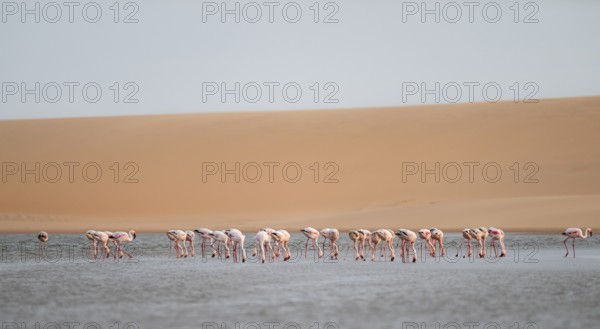 Lesser Flamingos (Phoeniconaias minor) in front of the Namib Desert with lagoon, Walfish Bay, Erongo, Namibia