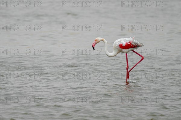 Pink flamingo (Phoenicopterus roseus) in a lagoon, Walfish Bay, Erongo, Namibia