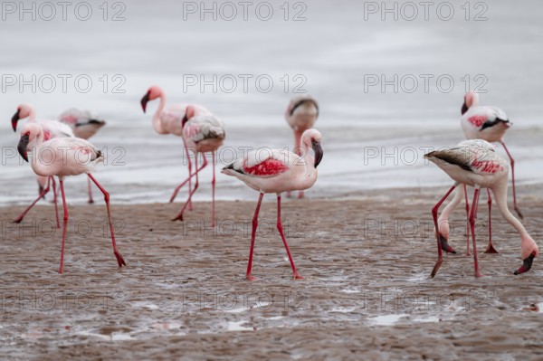 Lesser Flamingos (Phoeniconaias minor) in a lagoon, Walfish Bay, Erongo, Namibia