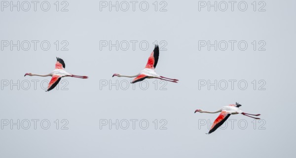 Pink flamingo (Phoenicopterus roseus) in flight, Walfish Bay, Erongo, Namibia