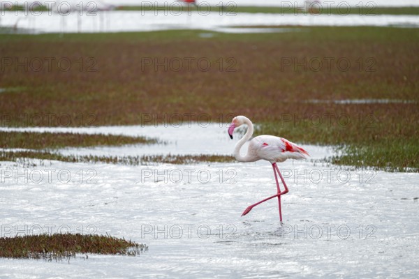 Pink flamingo (Phoenicopterus roseus), Walfish Bay, Erongo, Namibia